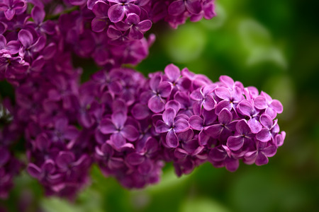 Close up view of spring lilac flowers
