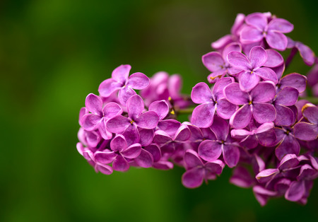 Close up view of spring lilac flowers