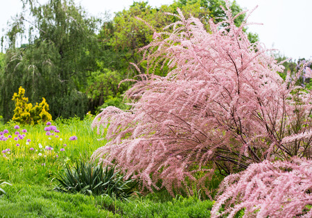 Pink astilbe trees in spring parkの写真素材