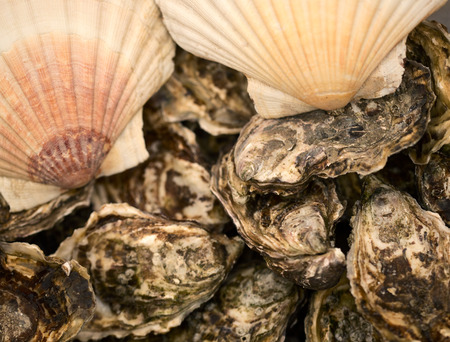 Background of fresh oyster from the marketの写真素材