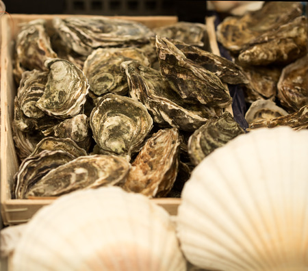 Close up view of oysters backgroundの写真素材