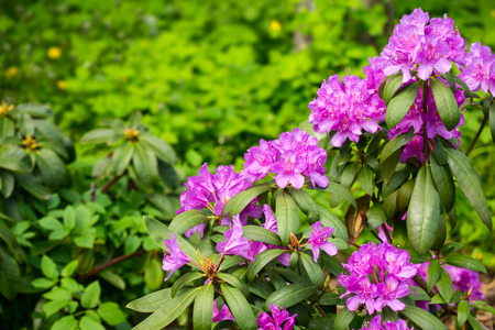 Rhododendron flower in spring dayの写真素材