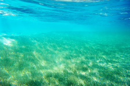Clear water and sea grass underwaterの写真素材