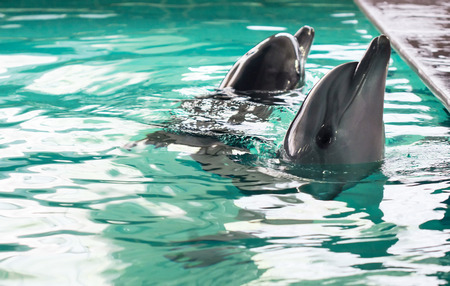 Two dolphins in blue swimming poolの写真素材