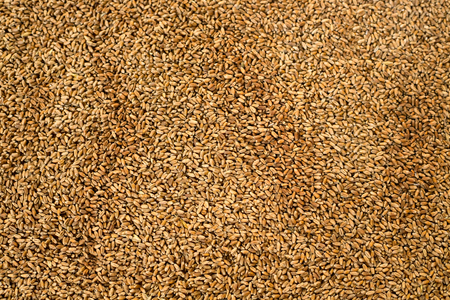 Close up view of grans of wheat. Agricultural background