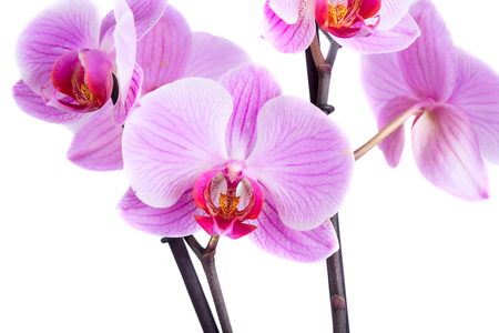 Pink cultivated orchid isolated over white backgroundの写真素材