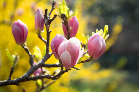 Magnolia flowers over green and yellow spring backgroundの写真素材