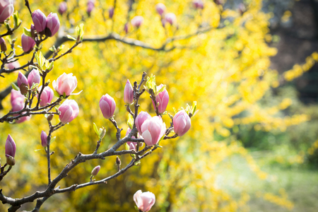 Magnolia flowers over green and yellow spring backgroundの写真素材