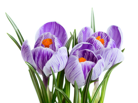 Spring crocus flowers isolated on white background. Selective focusの写真素材