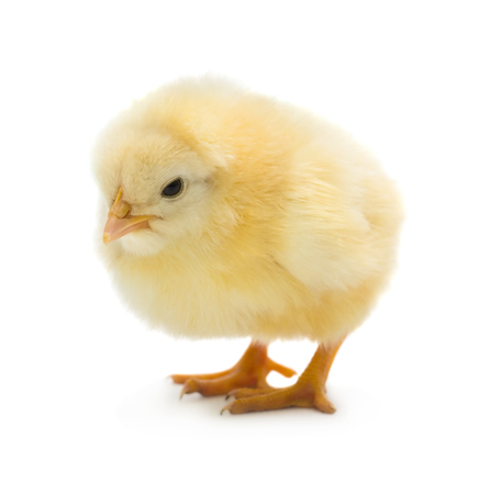 Beautiful little chicken isolated on the white backgroundの写真素材