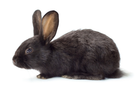 Cute little black rabbit isolated on white backgroundの写真素材