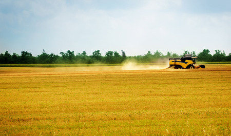 Harvesting combine in the field cropping cereal fieldの写真素材