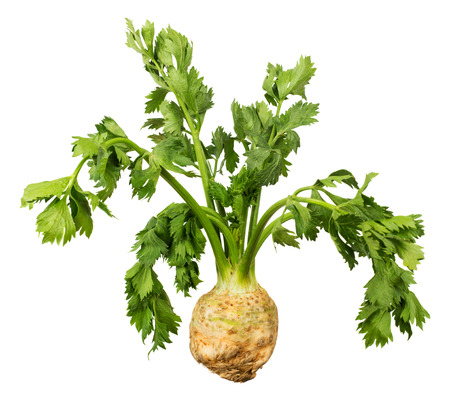 Celery root with green leaves isolated on white backgroundの写真素材