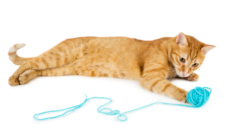Red cat playing with wool ball isolated on white backgroundの写真素材
