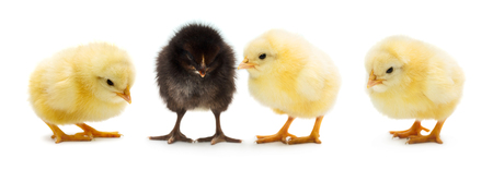 Set of cute little newborn chickens isolated on white background