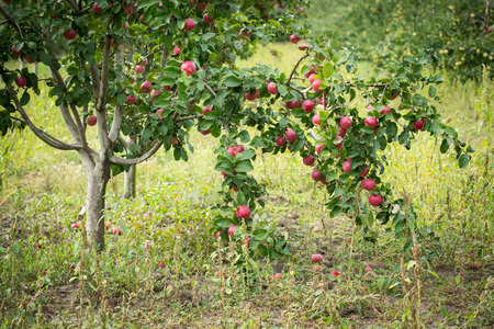 Red organic apples on trees in a orchad agriculture farm yardの写真素材