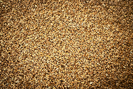 Close up view of grans of wheat. Agricultural backgroundの写真素材