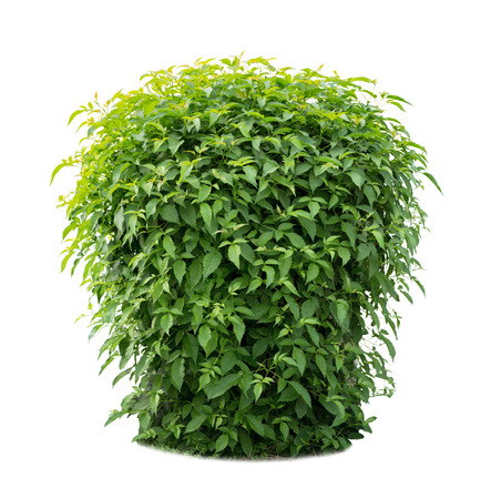 Green lush bushes isolated on white backgroundの写真素材
