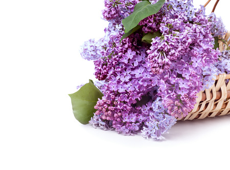 Lilac flowers in basket isolated on white backgroundの写真素材