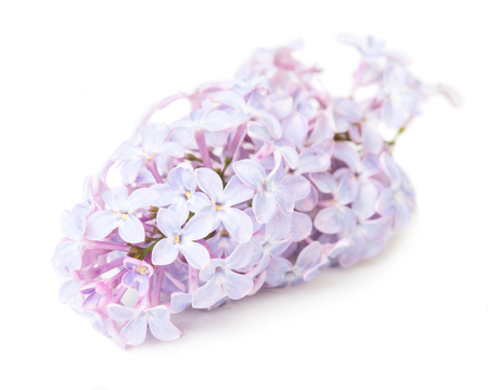 Close up view of lilac flower isolated on white backgroundの写真素材