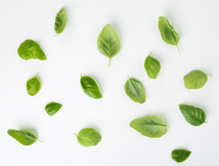 Green basil leaves background? top view