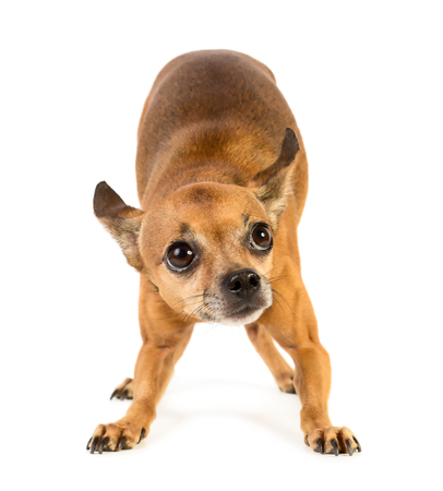 Small cute dog isolated on white backgroundの写真素材