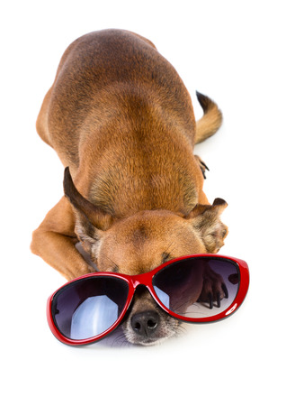 Toy terrier dog whearing sun glasses isolated on white backgroundの写真素材