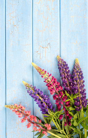 Wild lupine flowers on blue wooden backgroundの写真素材