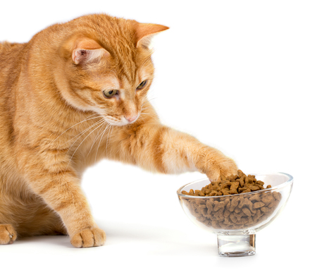Red cat isolated on white background eats food from a bowlの写真素材