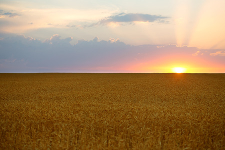 Wheat field, summer beautiful sunriseの写真素材