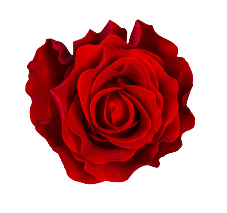 Red rose flower isolated on white backgroundの写真素材