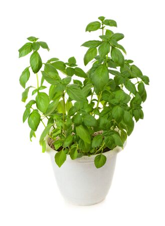 Fresh green basil herb in pot isolated on white backgroundの写真素材