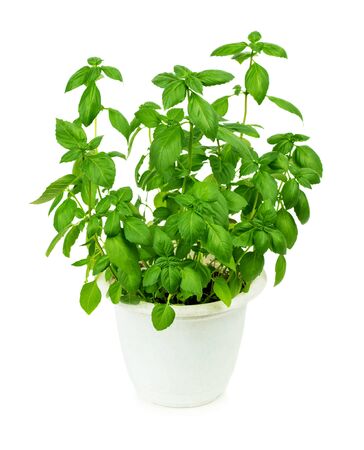 Fresh green basil herb in pot isolated on white backgroundの写真素材