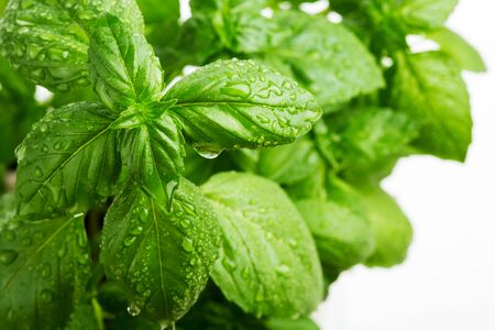 Fresh green basil leaves with water drops on itの写真素材