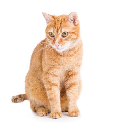 Red ginger cat isolated on white backgroundの写真素材