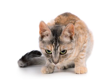Pretty small angry cat isolated on white backgroundの写真素材