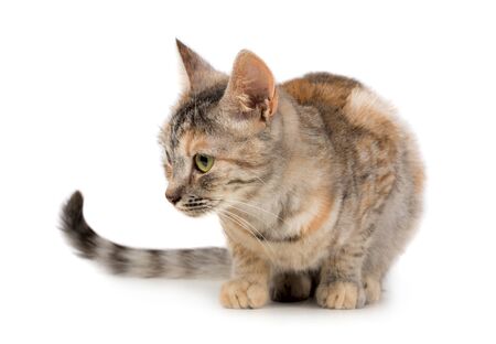 Pretty small angry cat isolated on white backgroundの写真素材