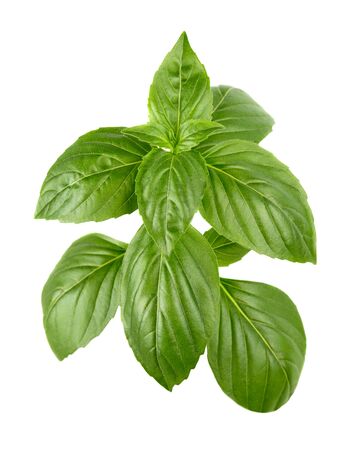 Green basil leaves isolated on white backgroundの写真素材