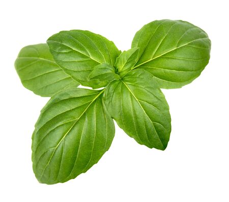 Green basil leaves isolated on white backgroundの写真素材