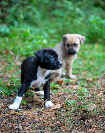 Portrait of Little cute puppy playing outtdoorの写真素材