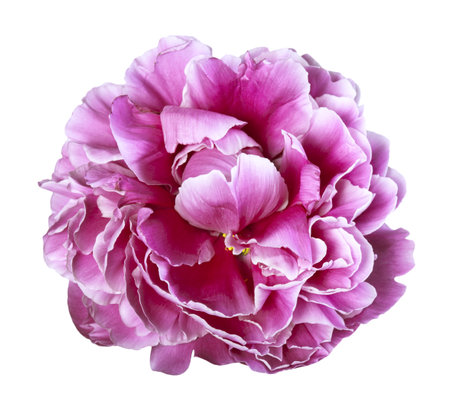Peony flower isolated on white backgroundの写真素材