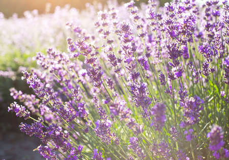 Lavender flower blooming scented fieldの写真素材