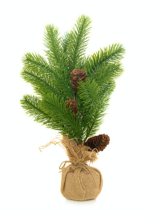 Christmas Fir branch with cones isolated on white backgroundの写真素材