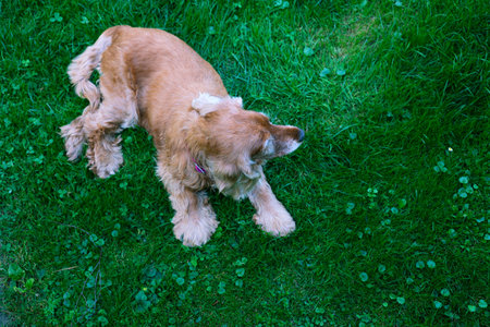 Old cocker spaniel dog lying on grass, top viewの写真素材