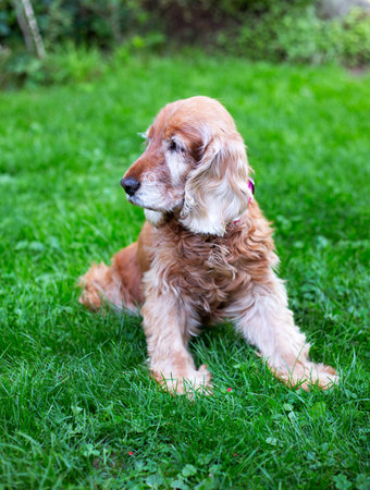 Old cocker spaniel dog lying on grassの写真素材