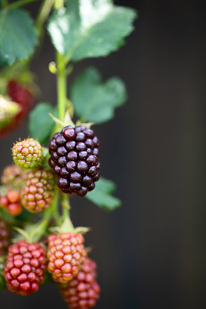 Ripe and unripe blackberries on the bush, berry backgroundの写真素材