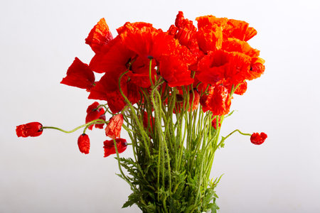 Bouquet of red fresh poppies on white backgroundの写真素材