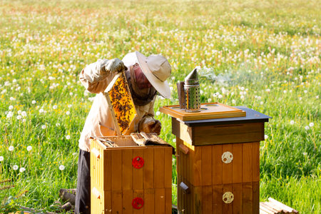Beekeeper working with honeycombs with smoker to collect honey from bees in the fieldの写真素材