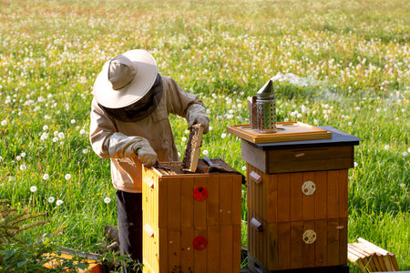 Beekeeper working with honeycombs with smoker to collect honey from bees in the fieldの写真素材