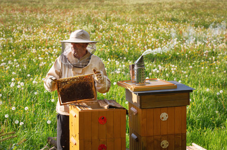 Beekeeper with beeswax on apiary in springtime.の写真素材